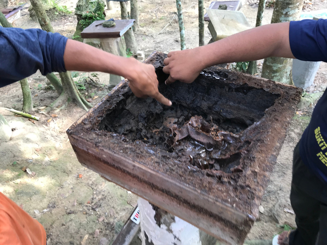 Bukit Batu Lebah Recreational Forest景点图片