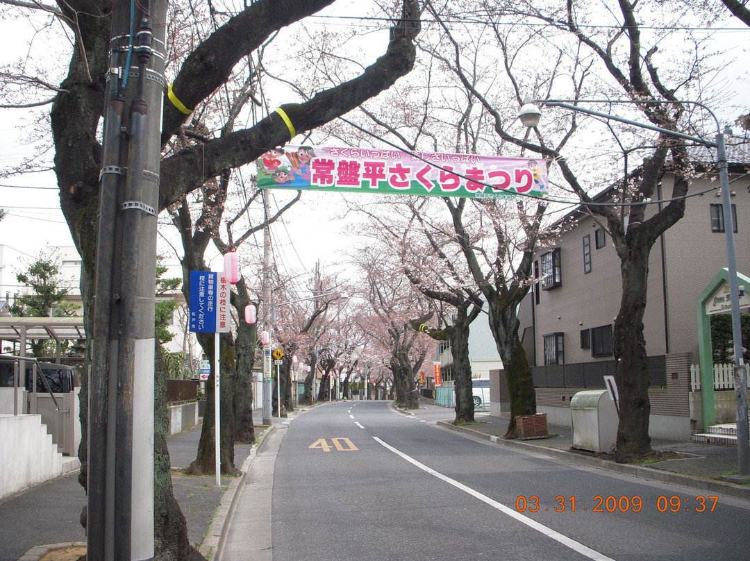 Tokiwadaira Cherry Blossom Promenade-松户市必去景点