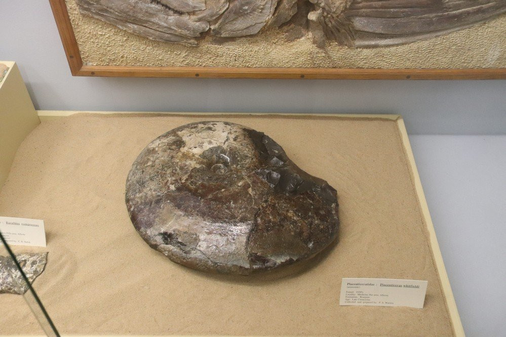 Paleontology Museum景点图片