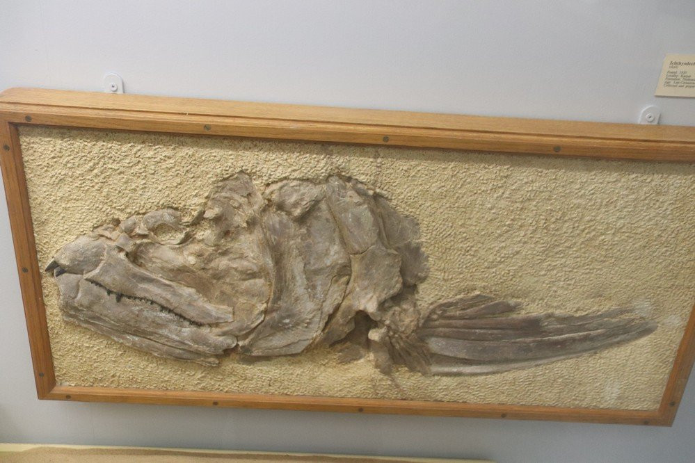Paleontology Museum景点图片