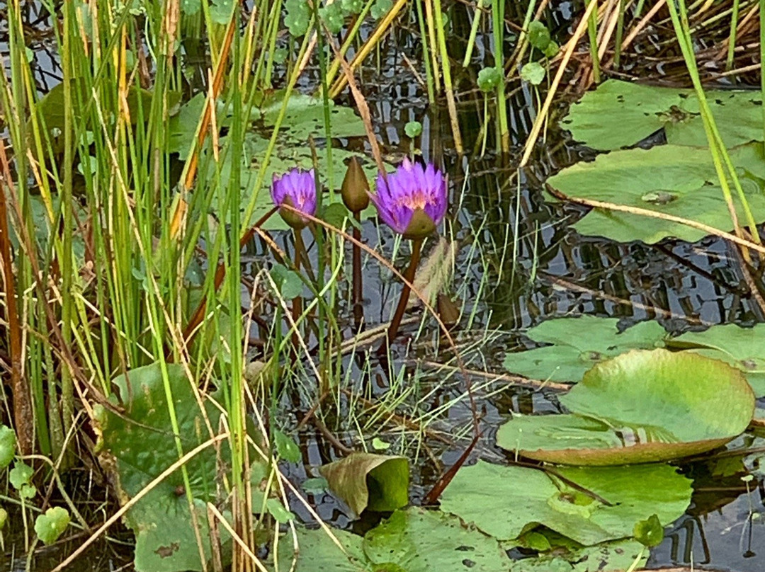 The Groves Golf and Country Club-Land O Lakes必去景点