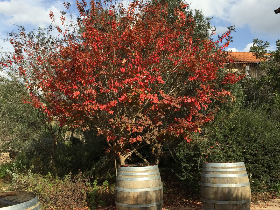 Amphorae Winery景点图片