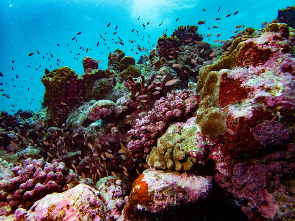 Aquaventure PADI 5 Star Dive Center景点图片