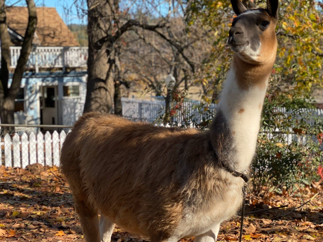 Llamas of Circle Home景点图片