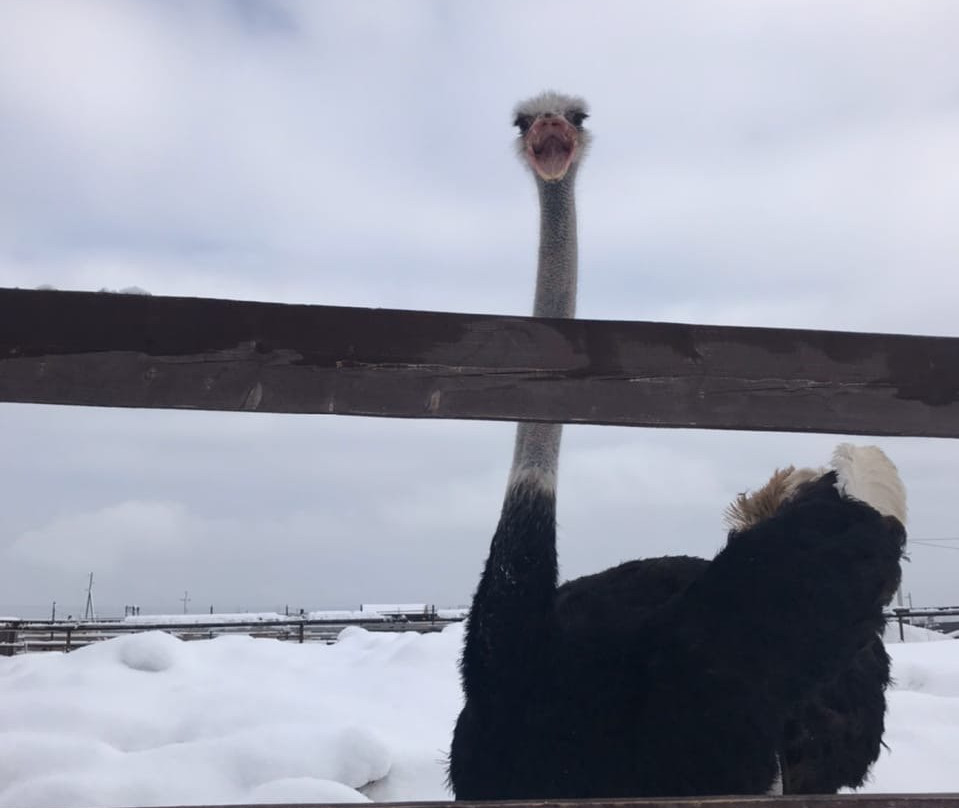 Ostrich Ranch景点图片