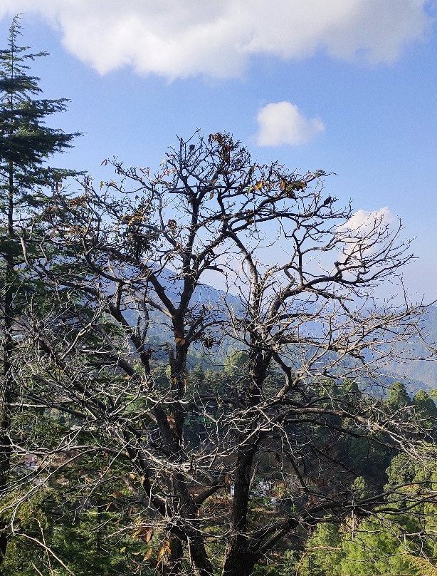 喜马拉雅视野静居酒店主图