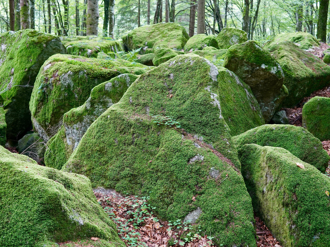 Foresta Bagni Masino景点图片