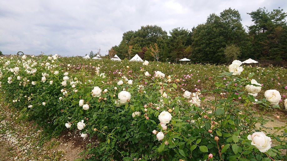 Sera Kogen Farm景点图片