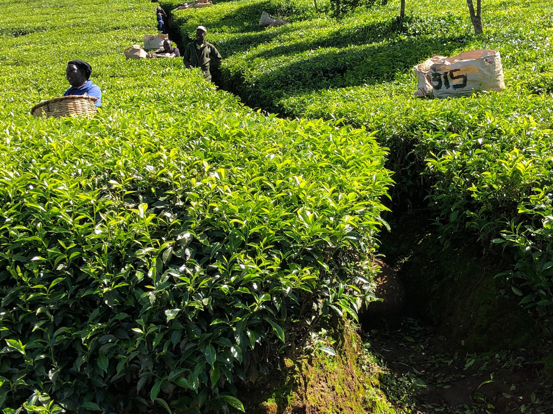Kericho Tea Plantations景点图片