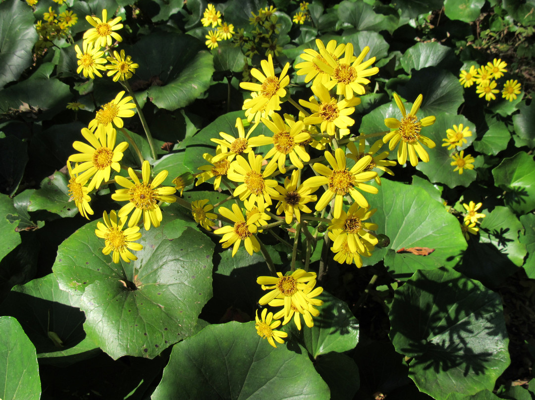 Azuma Shrine-二宫町必去景点