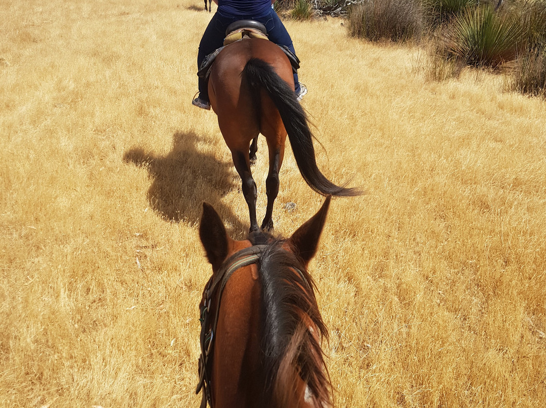 Tiger Trails-袋鼠岛必去景点