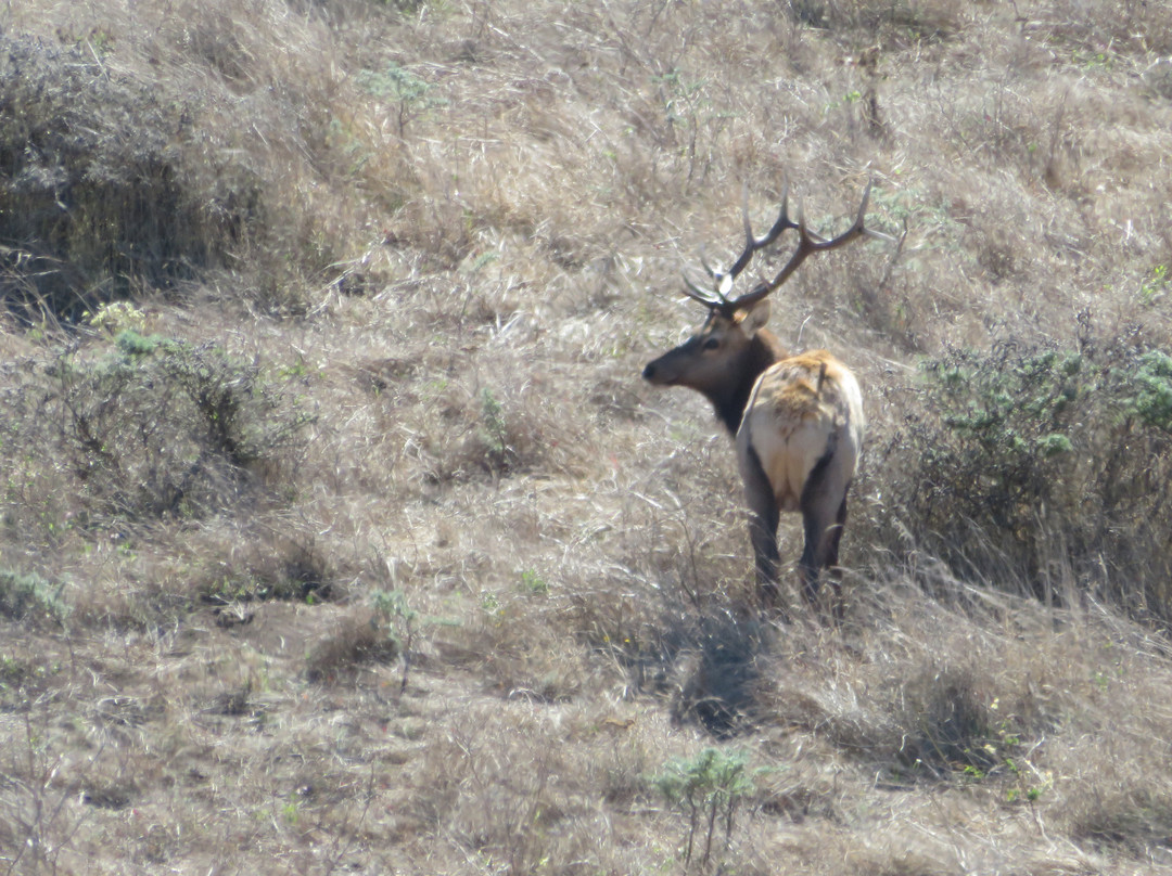 Tule Elk Reserve State Natural Reserve-Buttonwillow必去景点