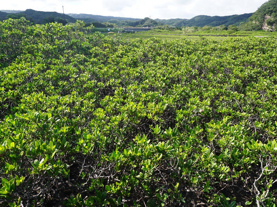 Tanegashima Mangrove Park景点图片