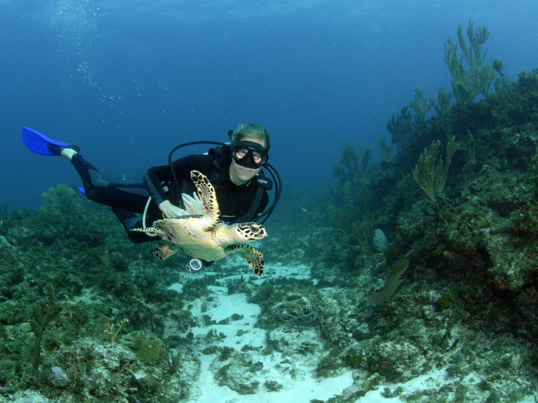 Octopus Diving景点图片