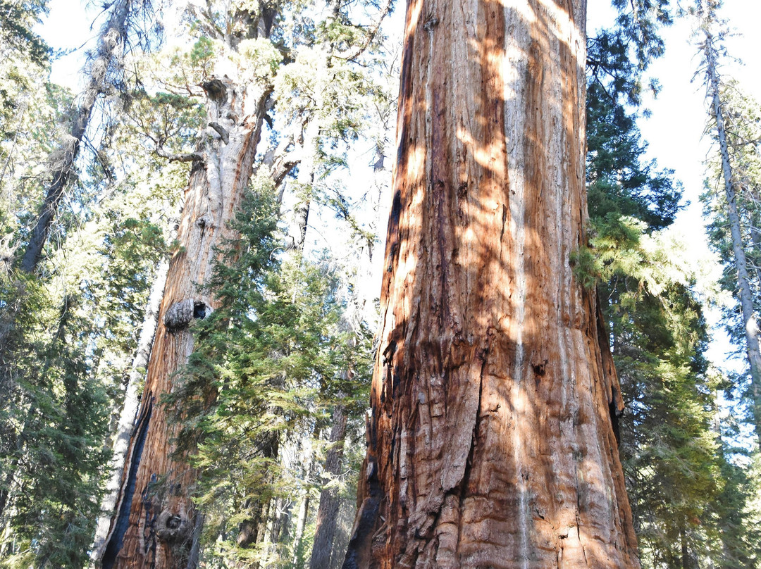 The President Tree-Three Rivers必去景点