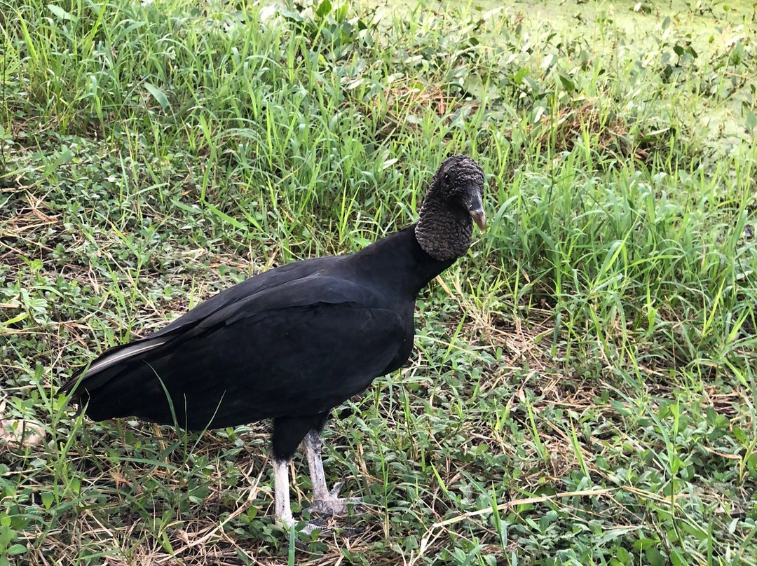 Cocodrilario Rio Lagartos景点图片