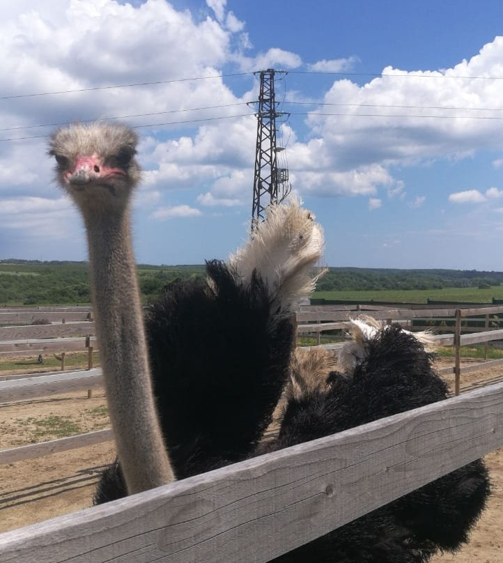 Ostrich Ranch-Ravna Gora必去景点