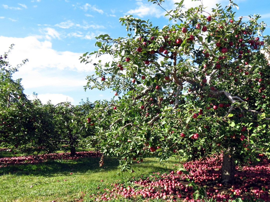 Apple Barrel Orchards景点图片
