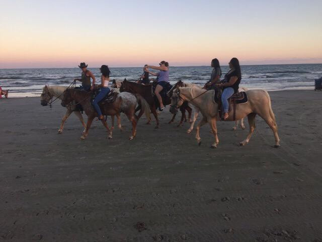 Galveston Island Horse & Pony Rides-加尔维斯顿岛必去景点