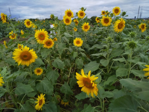 Hana no Oasis-鸿巢市必去景点