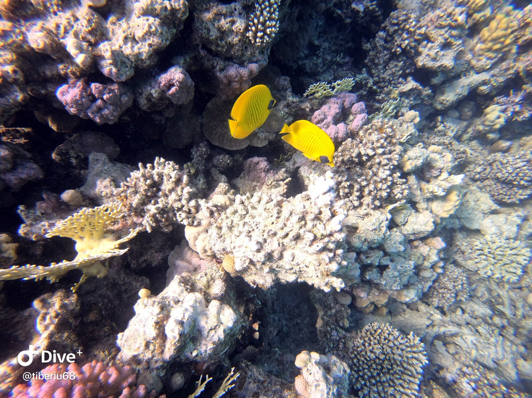 Crazy Waves Diving Club-赫尔格达必去景点