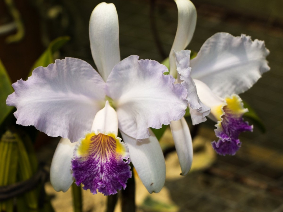 Orchids & Birds Finca Romelia