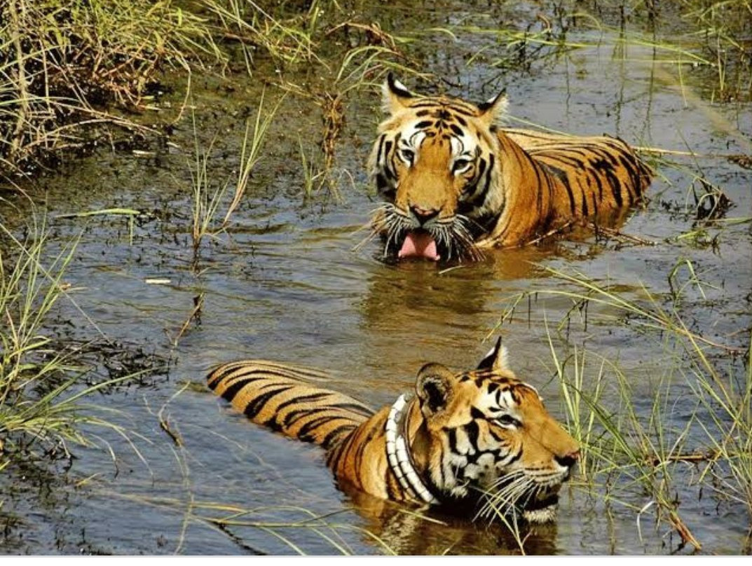Eturnagaram Wildlife Sanctuary景点图片