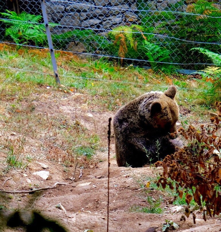 Arcturos Brown Bear Sanctuary景点图片