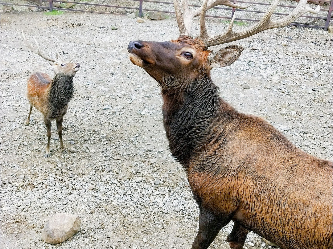 Nasu Safari Park-那须町必去景点