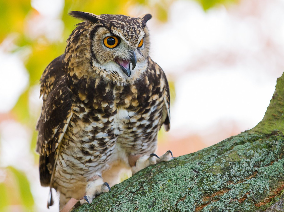 Baytree Owl and Wildlife Centre景点图片