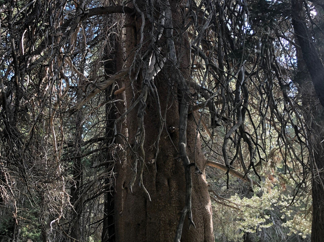 Champion Lodgepole Pine-大熊湖必去景点