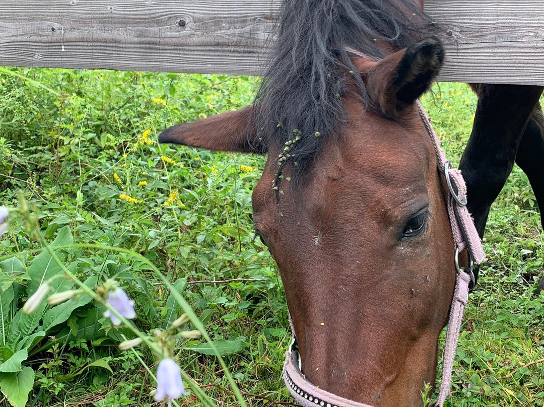 Kisomanosato-木曾町必去景点