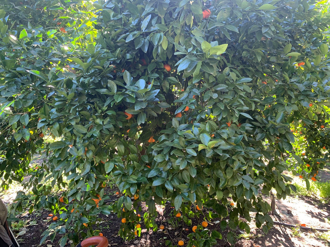 Watkins Orchard景点图片