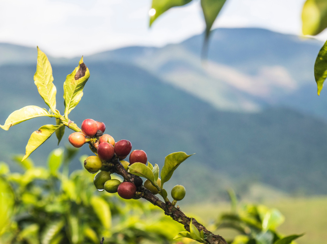 Novaola Coffee景点图片