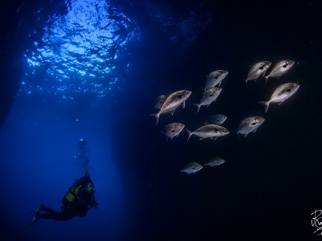 Haliotis Dive Centre Faial-奥尔塔必去景点
