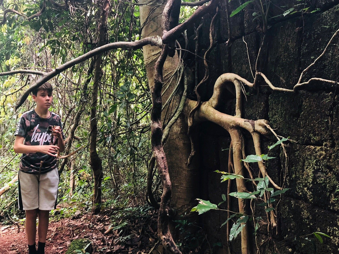 BeTreed Adventures景点图片