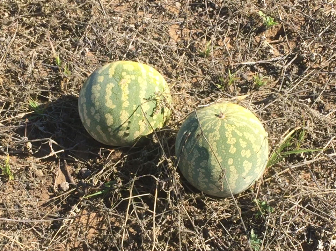 Barcaldine Tag Along Tours - Dunraven Station-Barcaldine必去景点