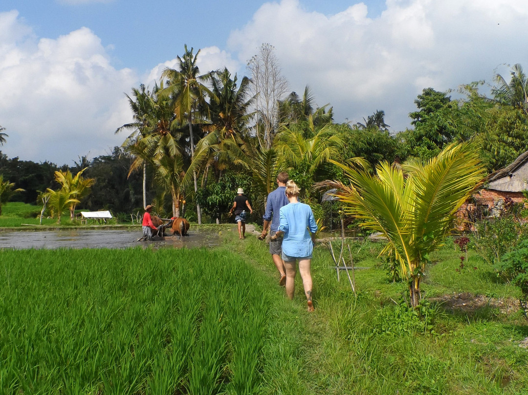 Bali Agritours景点图片