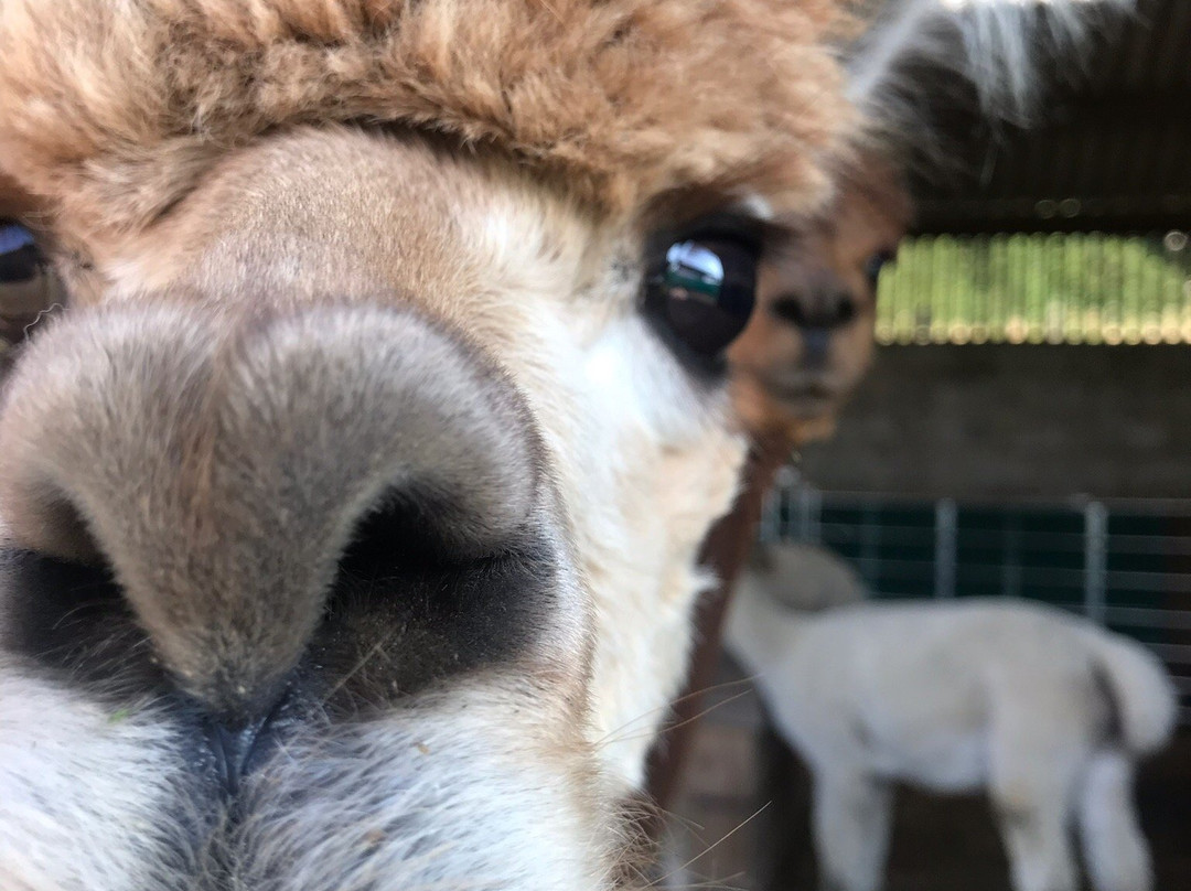 Commonside Alpacas景点图片