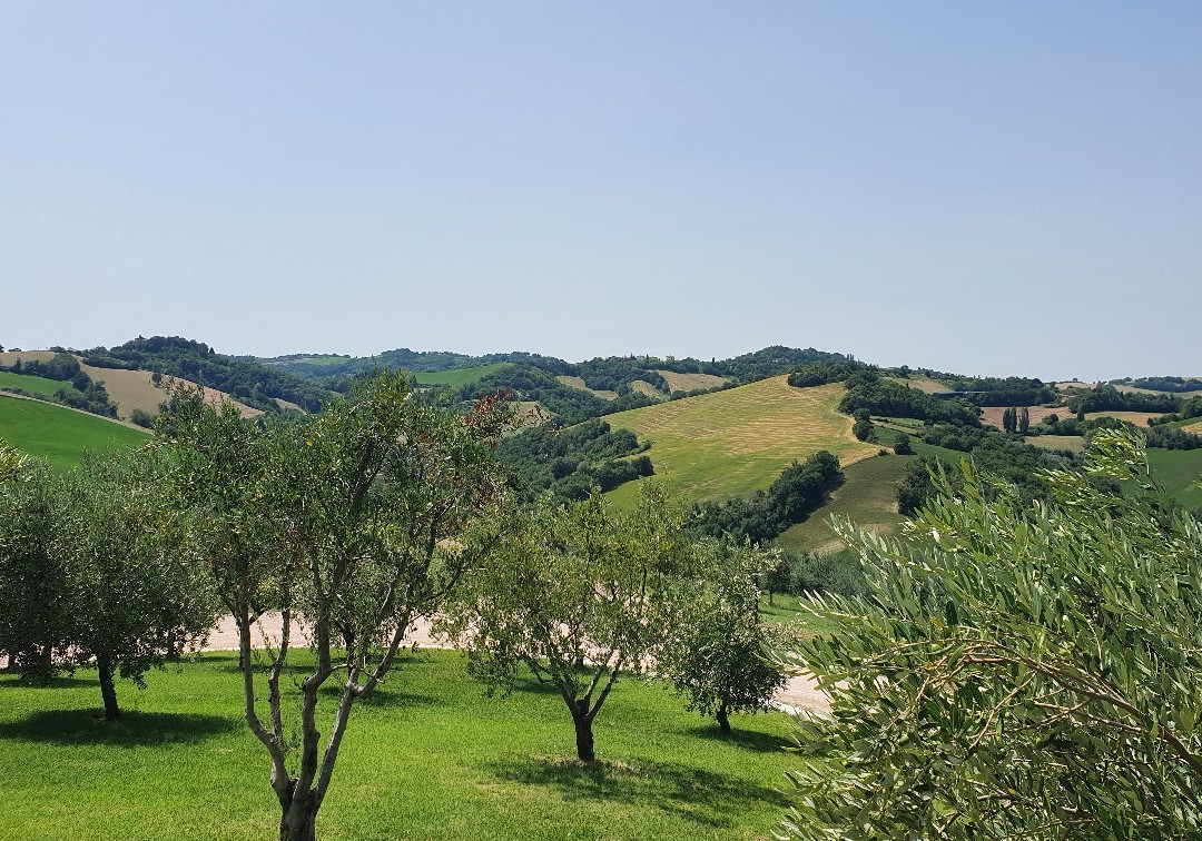Conventino Monteciccardo Wines and EVO Oils景点图片