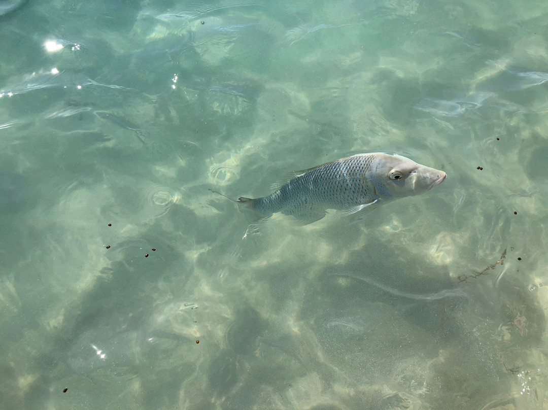 Ningaloo Reef-Ningaloo必去景点