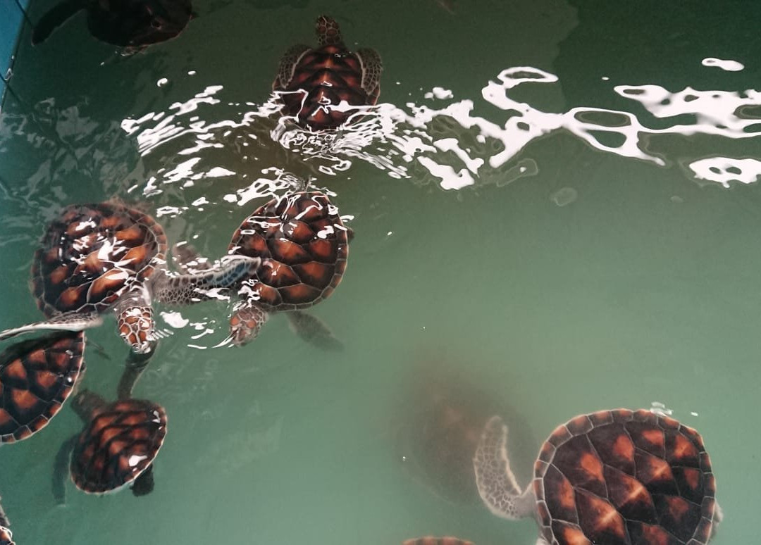 Royal Thai Navy Sea Turtle Conservation Center Phang Nga景点图片