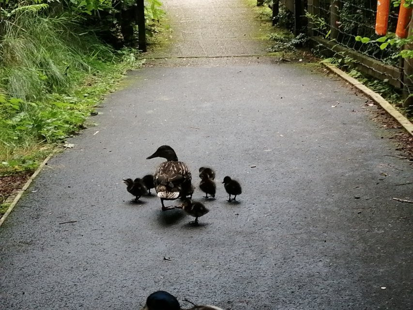 Rosaburn Ducks-布罗迪克必去景点