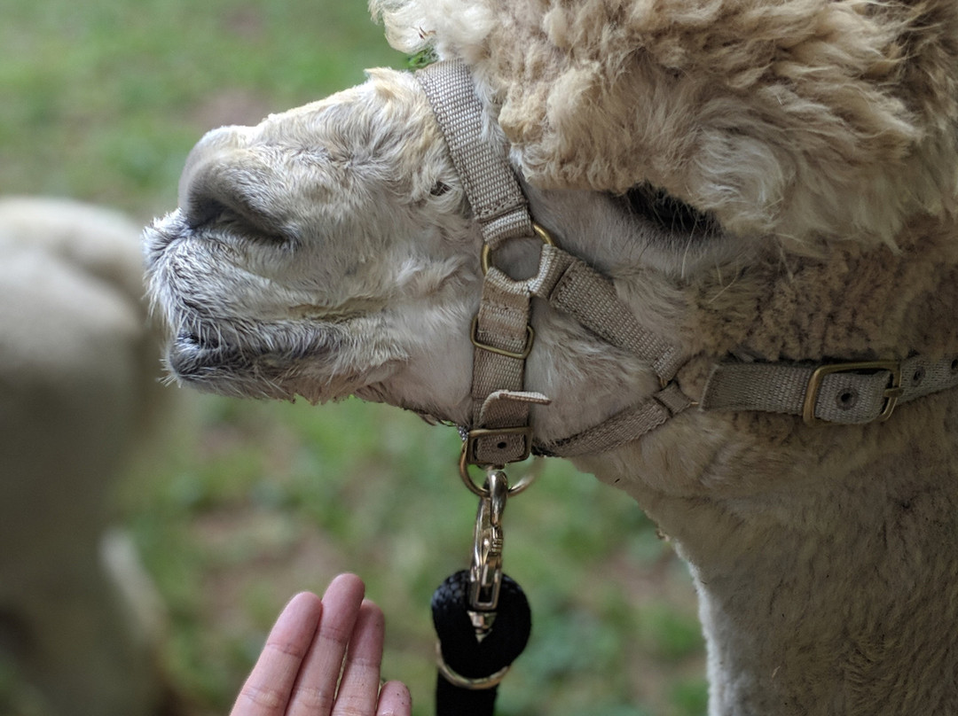Lilymoore Alpaca Farm-Pleasant Valley必去景点