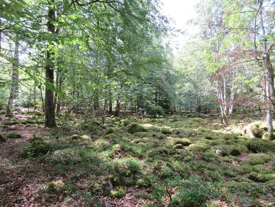 Åsnens National Park景点图片