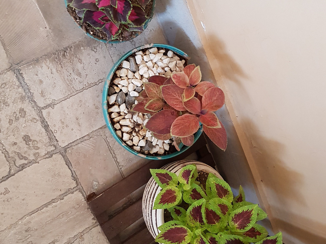 Sunrise Traditional Hotel主图