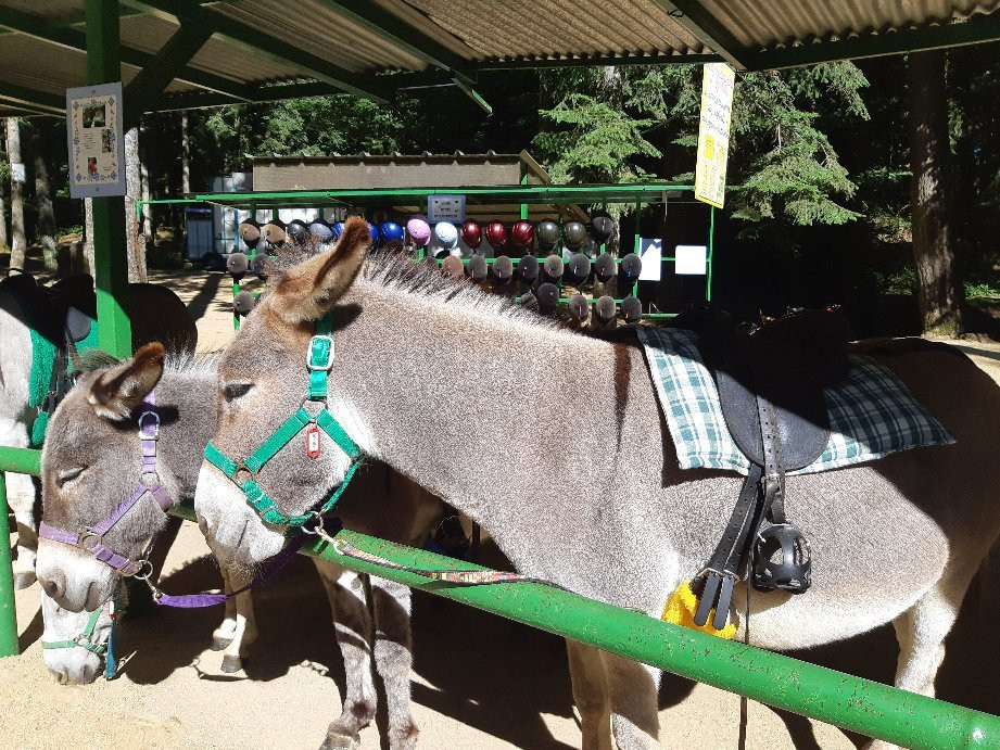 Les Anes d'Alexandre et Sylvain-Aydat必去景点