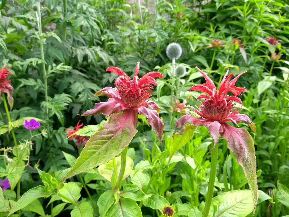 Amisfield Walled Garden-Haddington必去景点