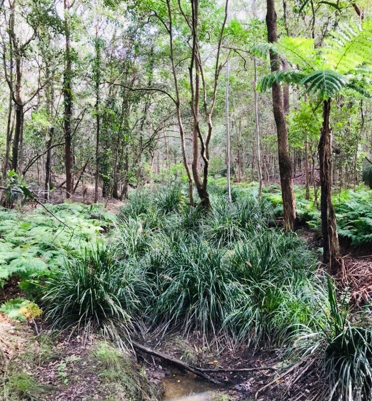 Downfall Creek Bushland Centre景点图片