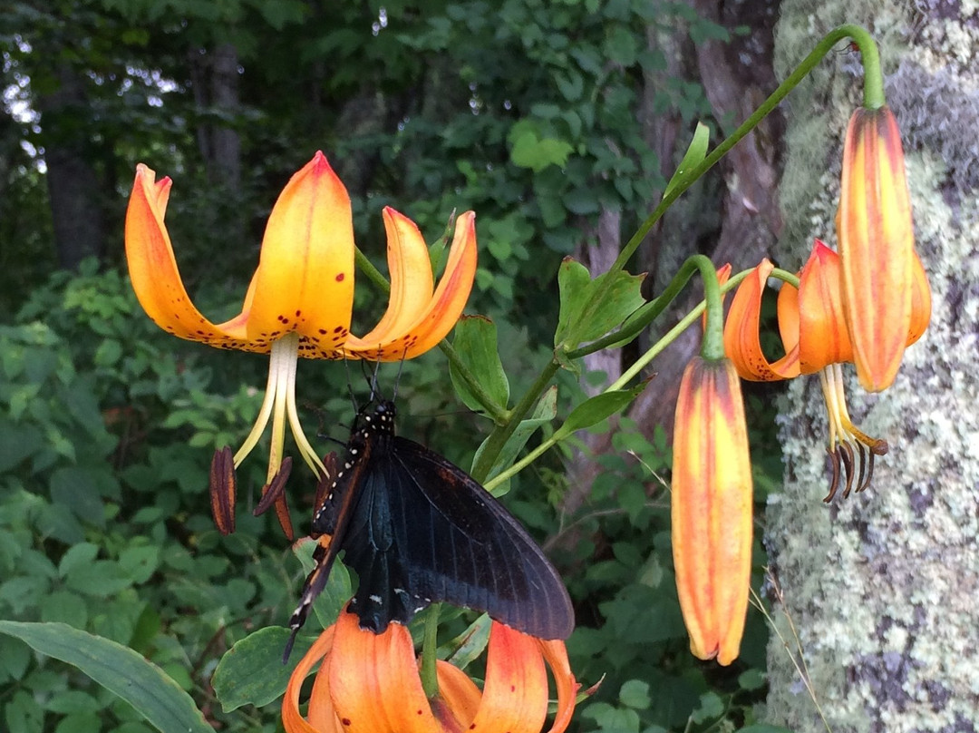 Hemphill Bald Trail-大雾山国家公园必去景点
